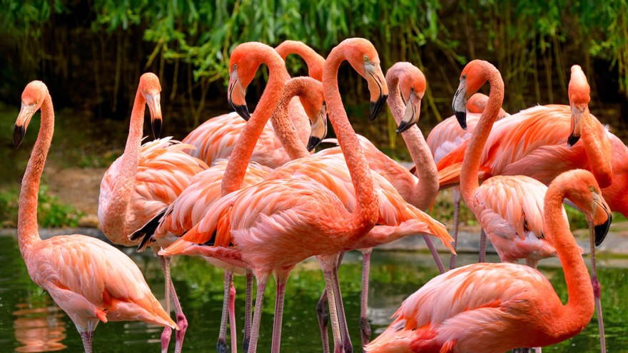 Vogelgrippe