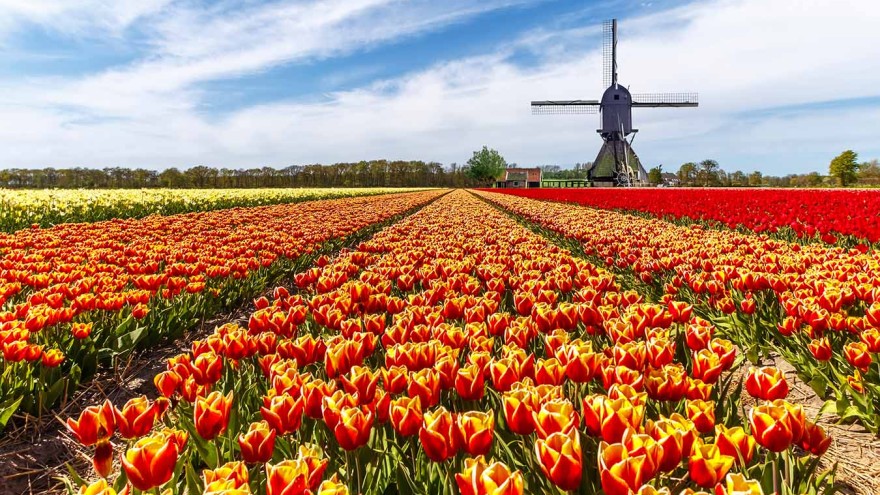 Niederlande_Tulpen
