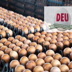 Eier