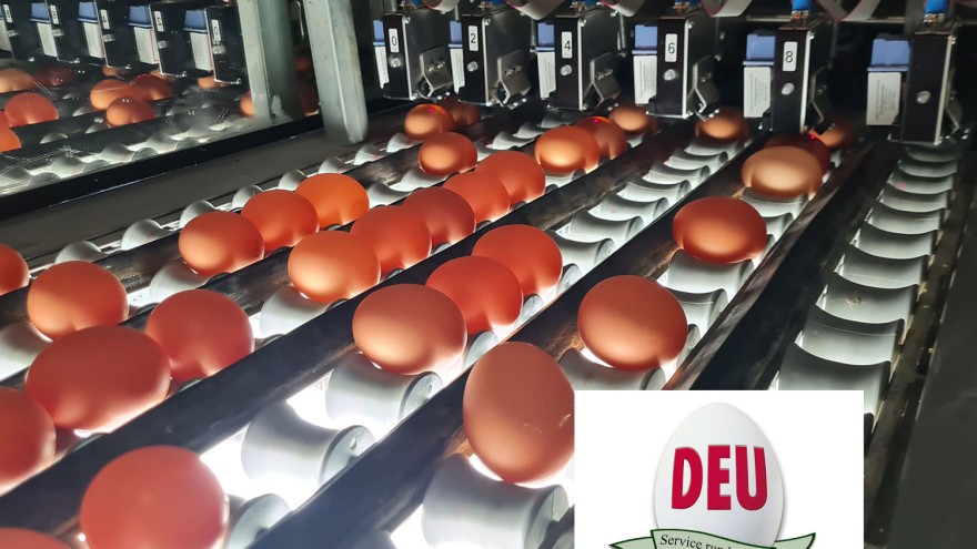 eier in einer packstelle