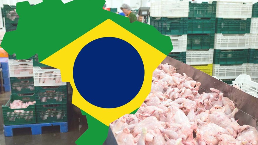 Brasilien Vogelgrippe EU Geflügelfleisch