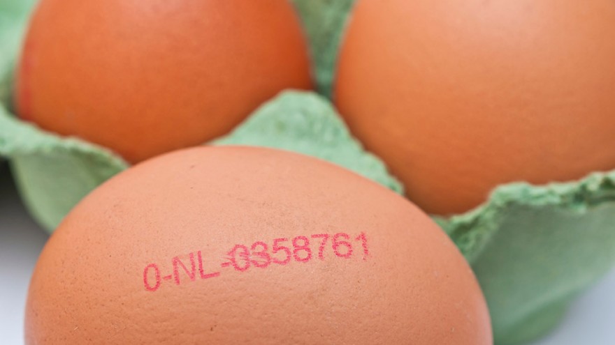 Eier