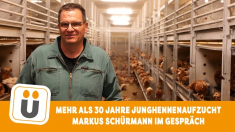 Junghennenaufzucht