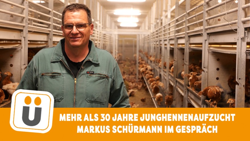 Junghennenaufzucht