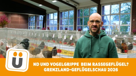 Rasegeflügel