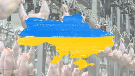 ukraine und hähnchen