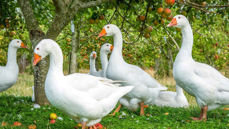 Gänse