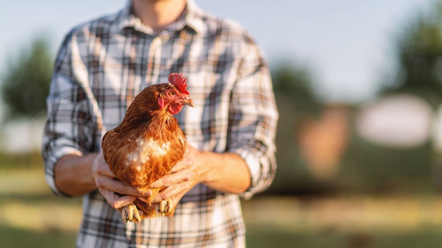 mann hält huhn