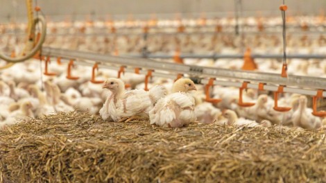 Geflügel ECC Wirtschaftlichkeit