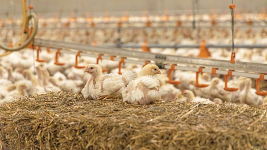 Geflügel ECC Wirtschaftlichkeit