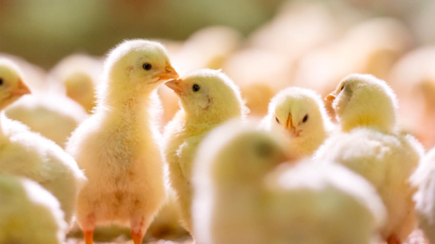 Broiler