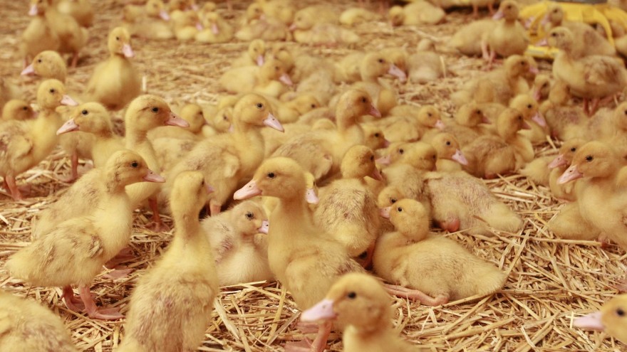 Enten