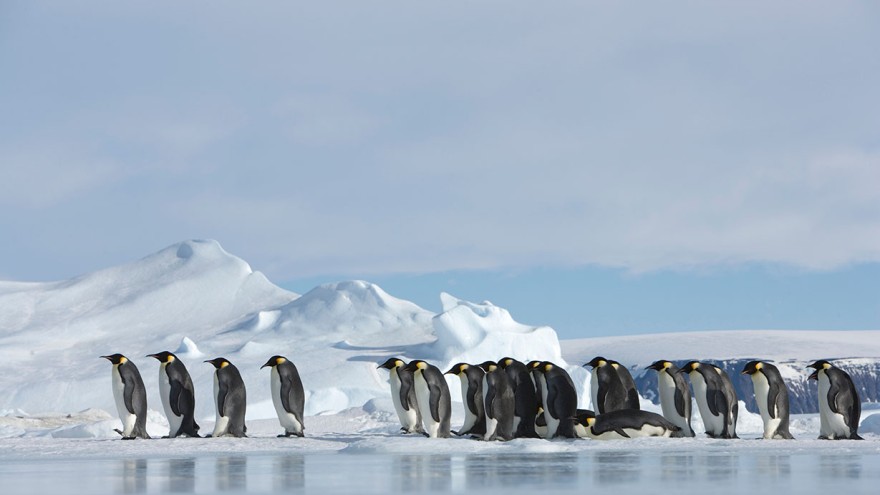 Antarktis Pinguin