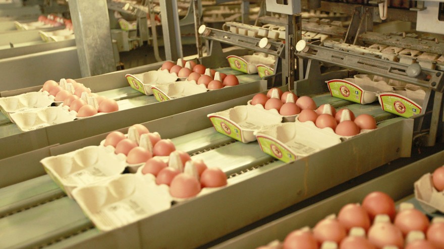 Eier Haltungsform