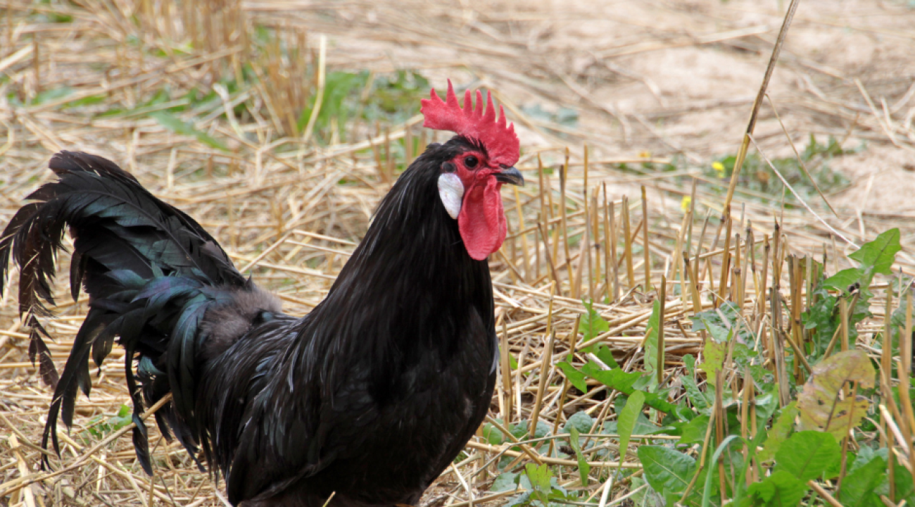 Das Augsburger Huhn | Eine gefährdete Hühnerrasse