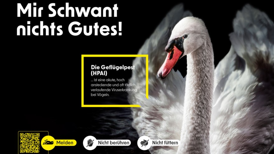schwan plakat