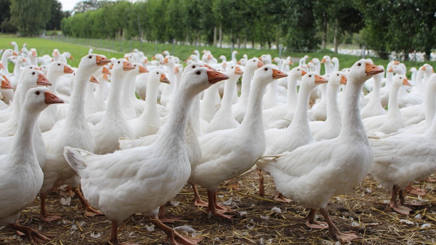 Vogelgrippe Gänse