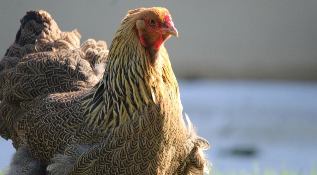 Braunes Brahma Huhn