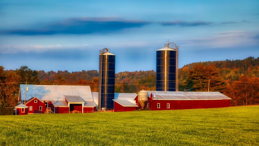 Rinderfarm in den USA