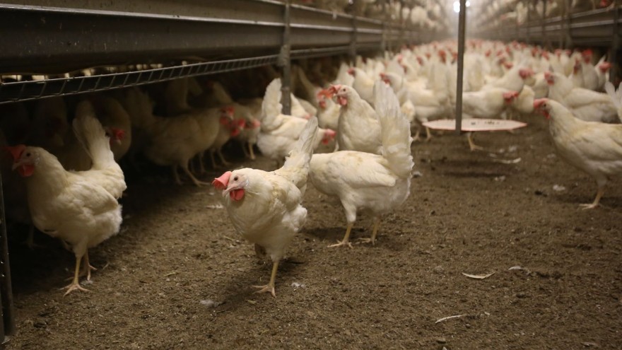 Legehennen Vogelgrippe