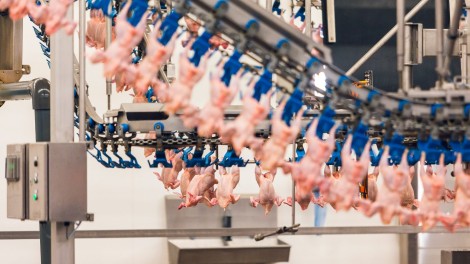 Schlachterei Hähnchenfleisch