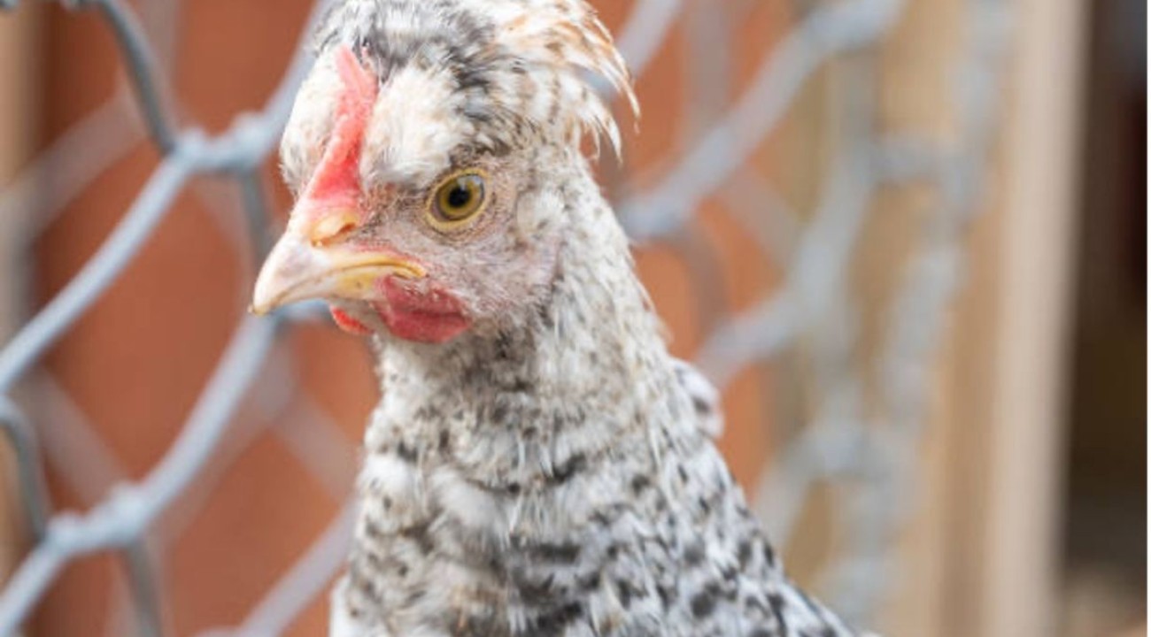 Cream Legbar Huhn Grau