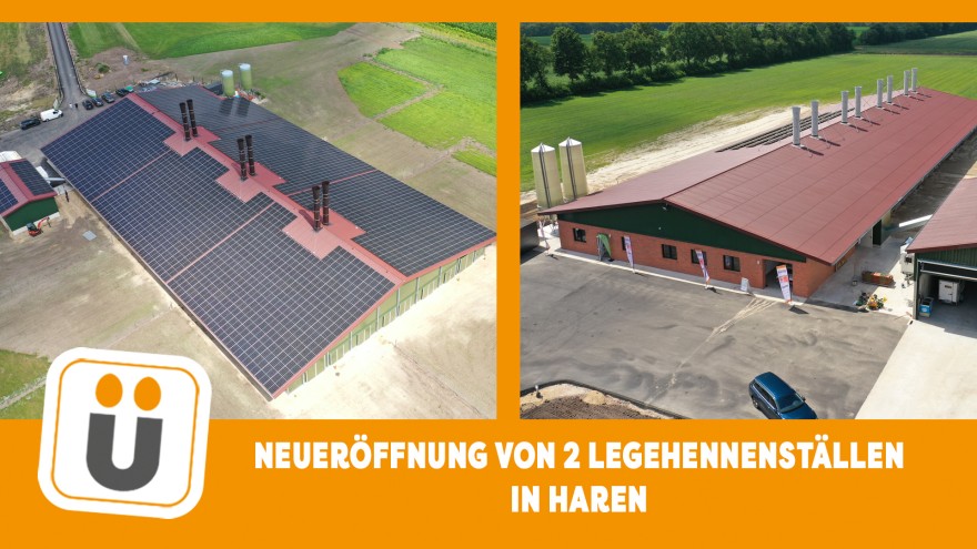 Legehennenställe