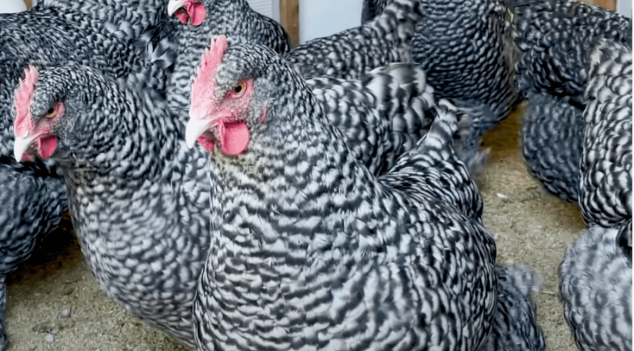 Das Mechelner Huhn | Infos & Steckbrief