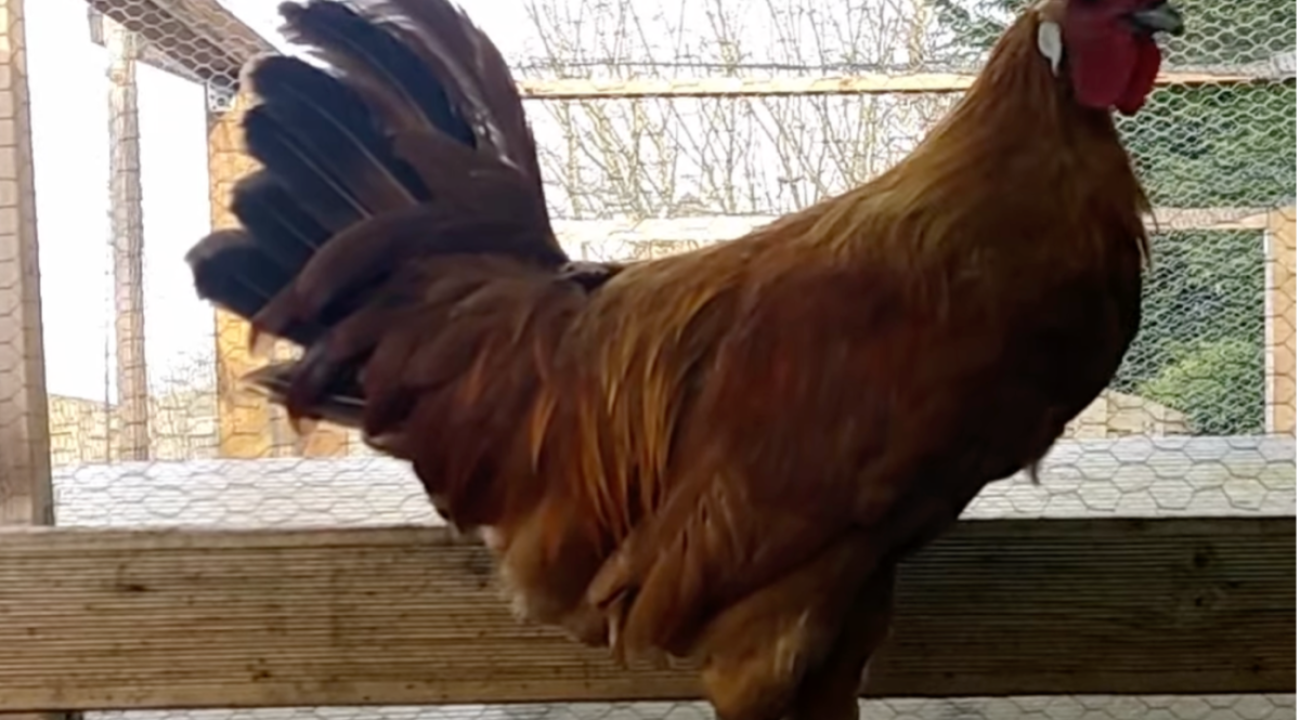 Das Ramelsloher Huhn | Infos & Steckbrief