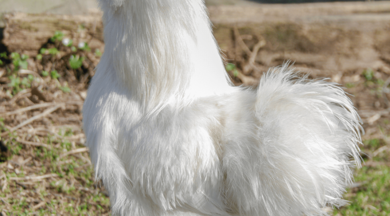 Das Seidenhuhn | Infos & Steckbrief