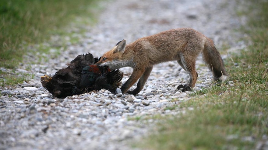 Rotfuchs