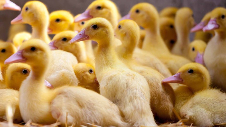 ENten
