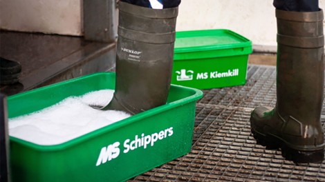 stiefel ms schippers