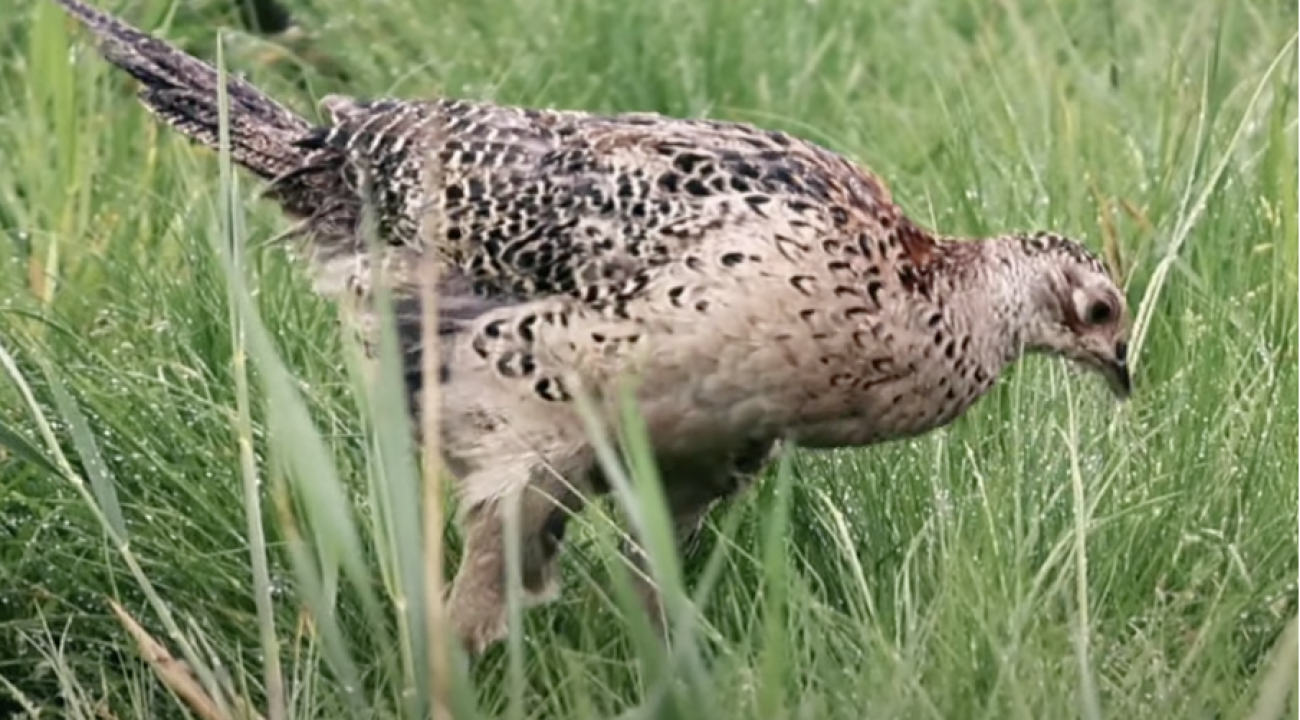 Fasan auf der Wiese