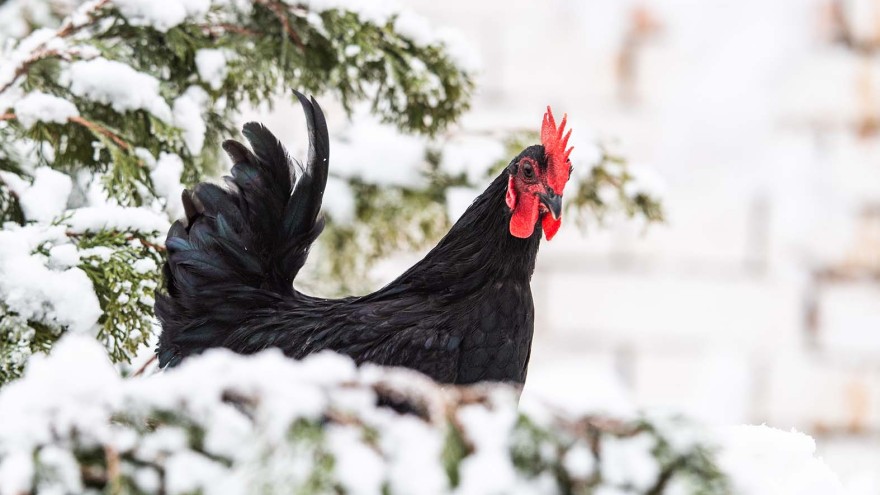 Huhn Winter