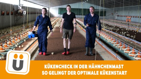 Kükencheck