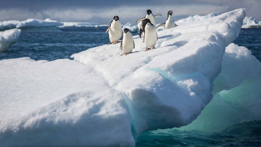 Pinguin