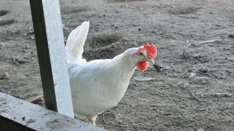 Weiße Legehenne