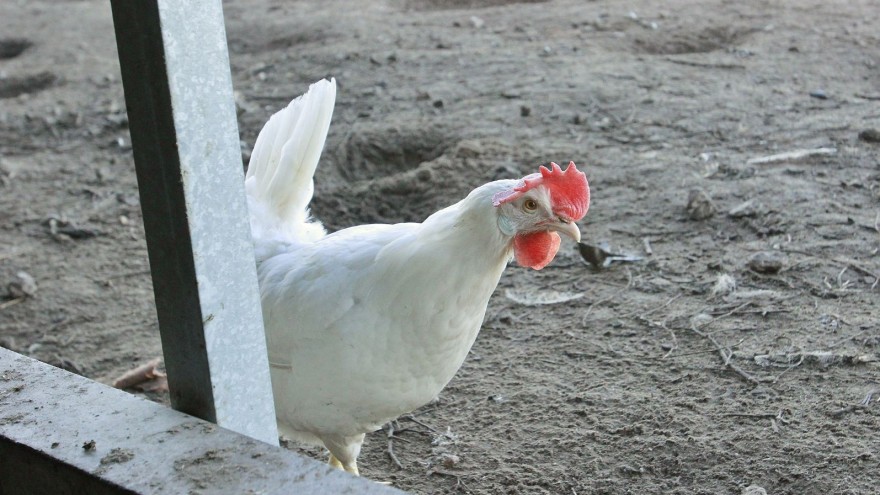 Weiße Legehenne