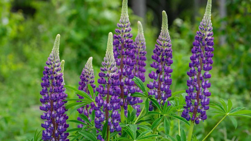 Lupine Pflanzen Protein Eiweiß