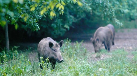 Tierseuchen:Wildschweine