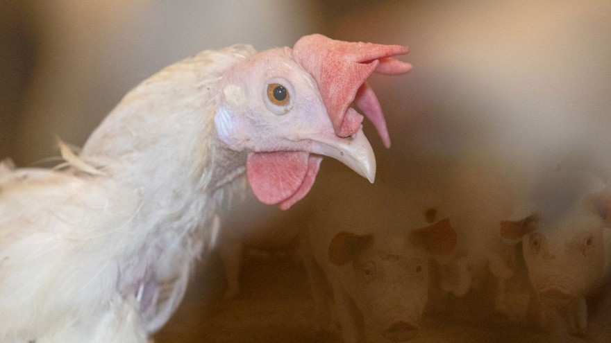 Huhn und Schwein