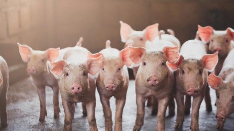 Schweine Tierhaltungskennzeichnung