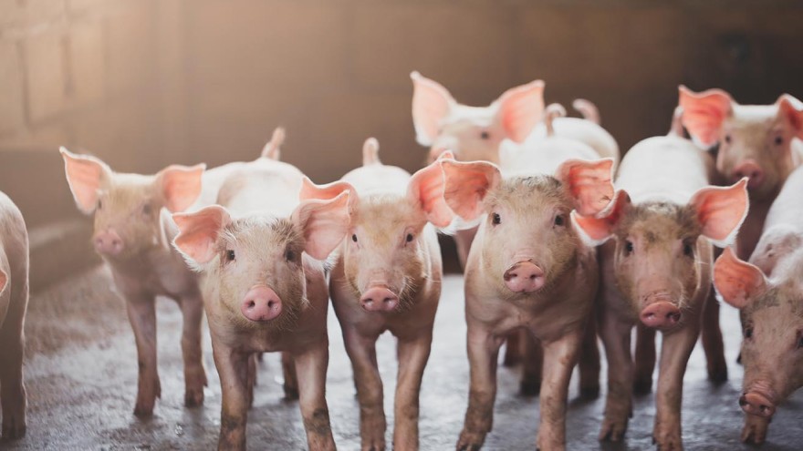 Schweine Tierhaltungskennzeichnung