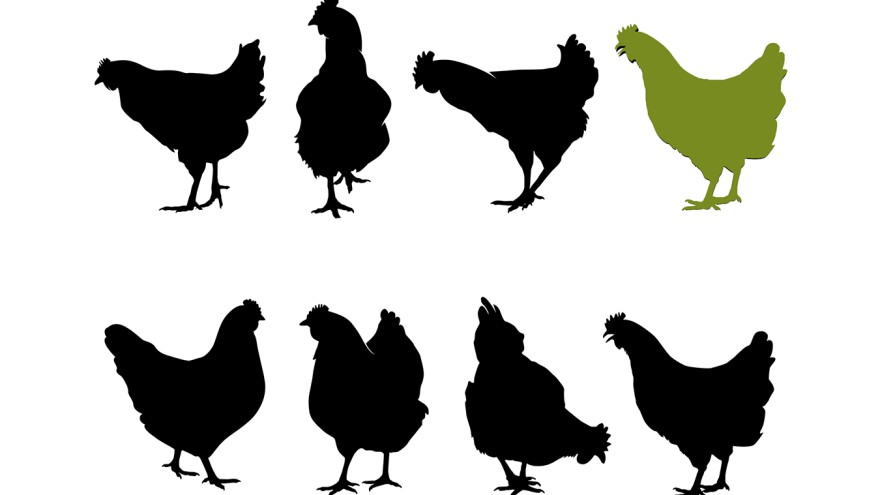 Vogelgrippe Resistenz