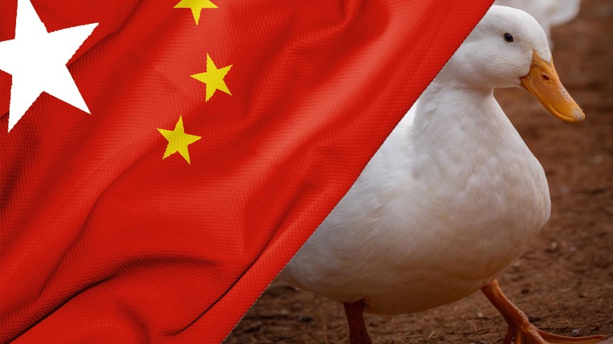 Enten China