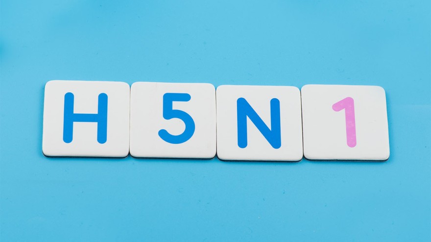 h5n1