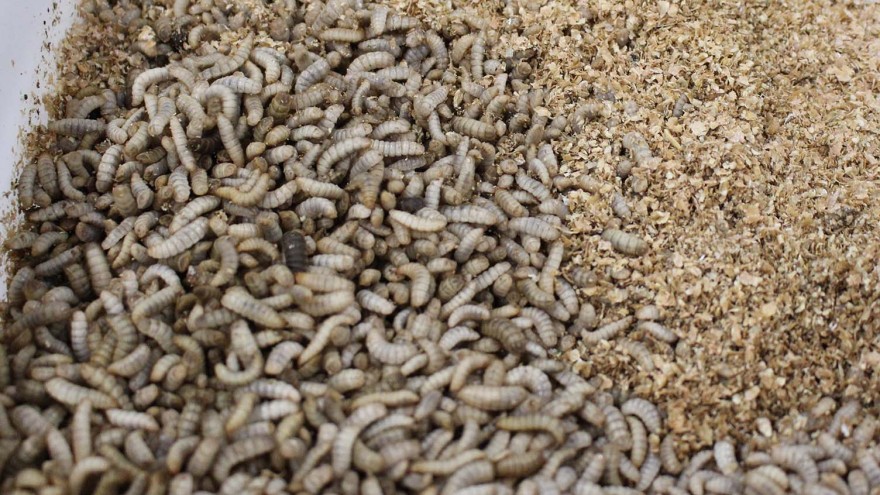 insekten
