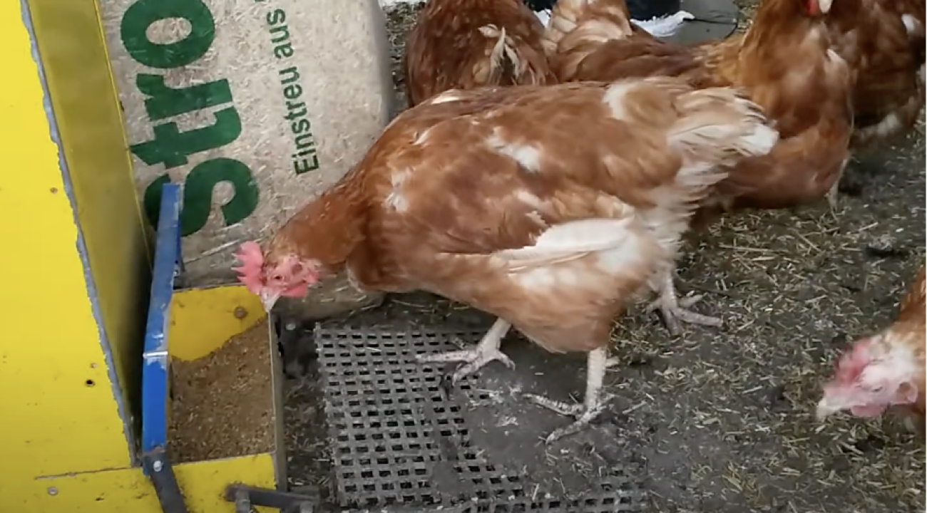 Huhn futtert aus einem Automaten