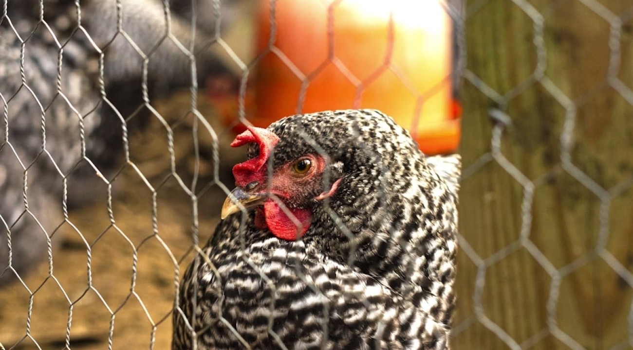 Gestreiftes Huhn hinter einem Hühnerzaun